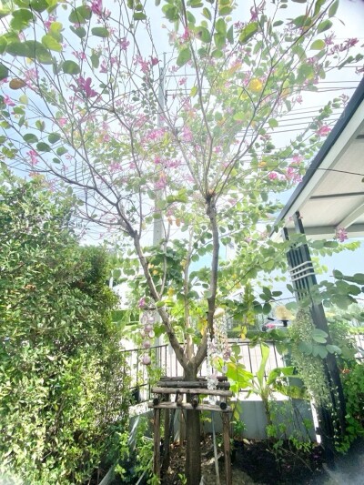 อัพเดทล่าสุด 7/7/2568 : อินดี้ 2 บางนา - รามคำแหง 2 / พื้นที่ใช้สอย: 160 ตร.ม.  จำนวนชั้น: 3 ชั้น