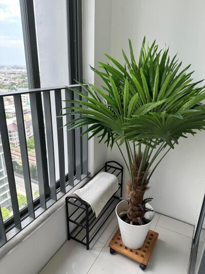 ไอดีโอ โมบิ สุขุมวิท (สุขุมวิท 81) / ขนาด 30.35 ตร.ม.  1 ห้องนอน | 1 ห้องน้ำ-9