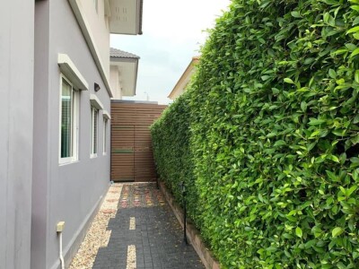 เดอะ แพลนท์ ปิ่นเกล้า - กาญจนาฯ