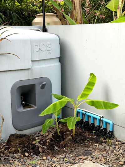 พฤกษ์ลดา วงแหวน - หทัยราษฏร์