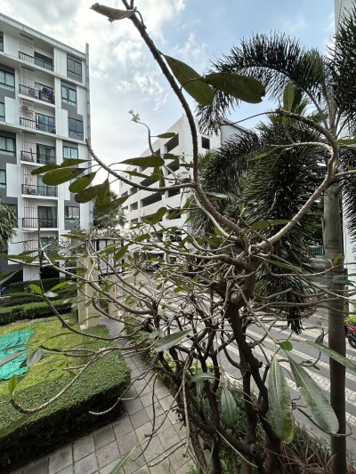 อัปเดตล่าสุด 1/3/2569 :  ไอคอนโด สุขุมวิท 105 / iCondo Sukhumvit 105-9