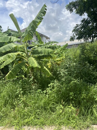 🟢 ขายที่ดินเปล่าถมแล้ว – ปทุมธานี (สามโคก)